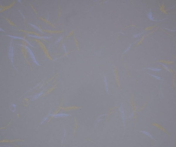 METALLIC KAPAS SILVER GOLD